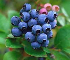 blueberries (mirtilos) são poderosas anti-oxidantes e anti-inflamatórias