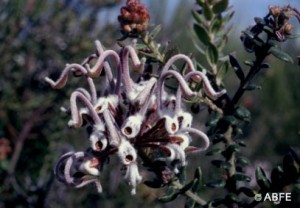 O floral Grey Spider Flower é ótimo para crianças que têm pesadelo!