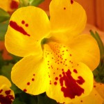 Florais para o medo