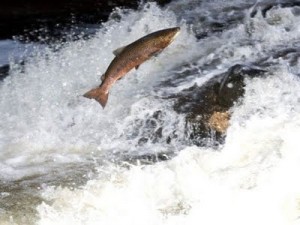 o salmão de boa qualidade é o que vive livre na natureza 