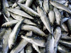 Você sabia que as sardinhas estão em perigo de extinção? 