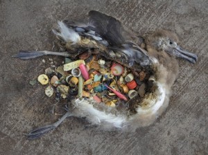 ave marinha morta por ingestão de materiais descartados inadequadamente, ou seja, esses materiais que não foram reciclados mataram a ave marinha.