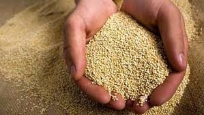 A quinoa é uma semente, originária dos Andes, que é de baixo teor calórico e muito nutritiva 