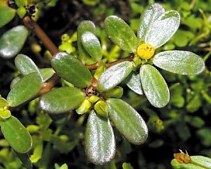 A beldroega é deliciosa e é um remédio natural para muitos males! 