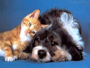 Os gatos e os cachorros podem conviver muito bem? Mas, você teria um gato ou um cachorro?