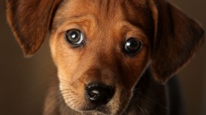 Os cachorros são capazes de tudo pelo dono!